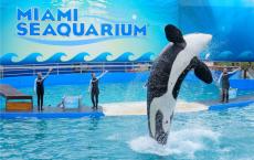 Покупка билетов и посещение океанариума майами Международный центр спасения Miami Seaquarium
